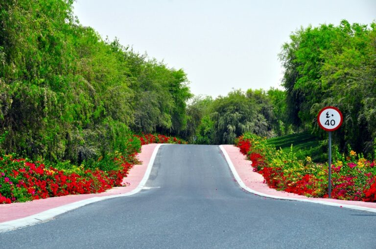 Create Your Dream Garden with Elsan Services Team